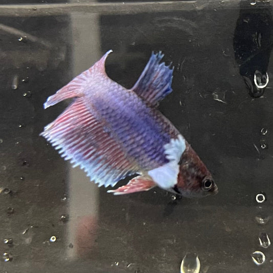 the-fish-farm Female Betta Female Betta - One Only - P Choose your own Female Betta at The Fish Farm Australia