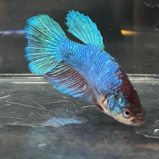 the-fish-farm Female Betta Female Betta - One Only - P Choose your own Female Betta at The Fish Farm Australia