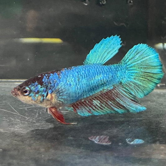the-fish-farm Female Betta Female Betta - One Only - P Choose your own Female Betta at The Fish Farm Australia