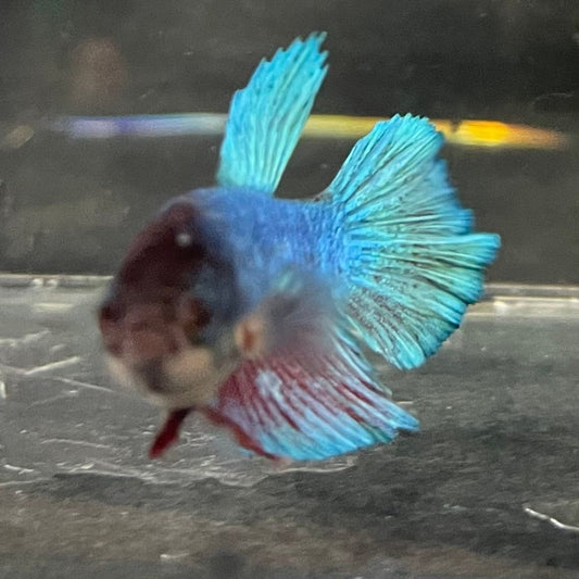 the-fish-farm Female Betta Female Betta - One Only - P Choose your own Female Betta at The Fish Farm Australia