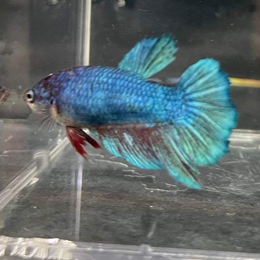 the-fish-farm Female Betta Female Betta - One Only - P Choose your own Female Betta at The Fish Farm Australia