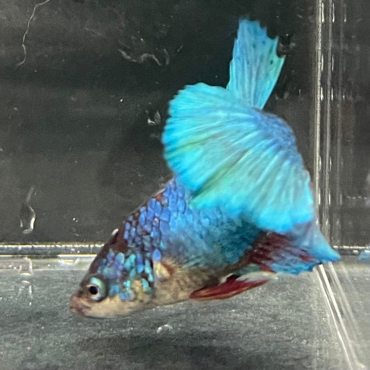 the-fish-farm Female Betta Female Betta - One Only - P Choose your own Female Betta at The Fish Farm Australia