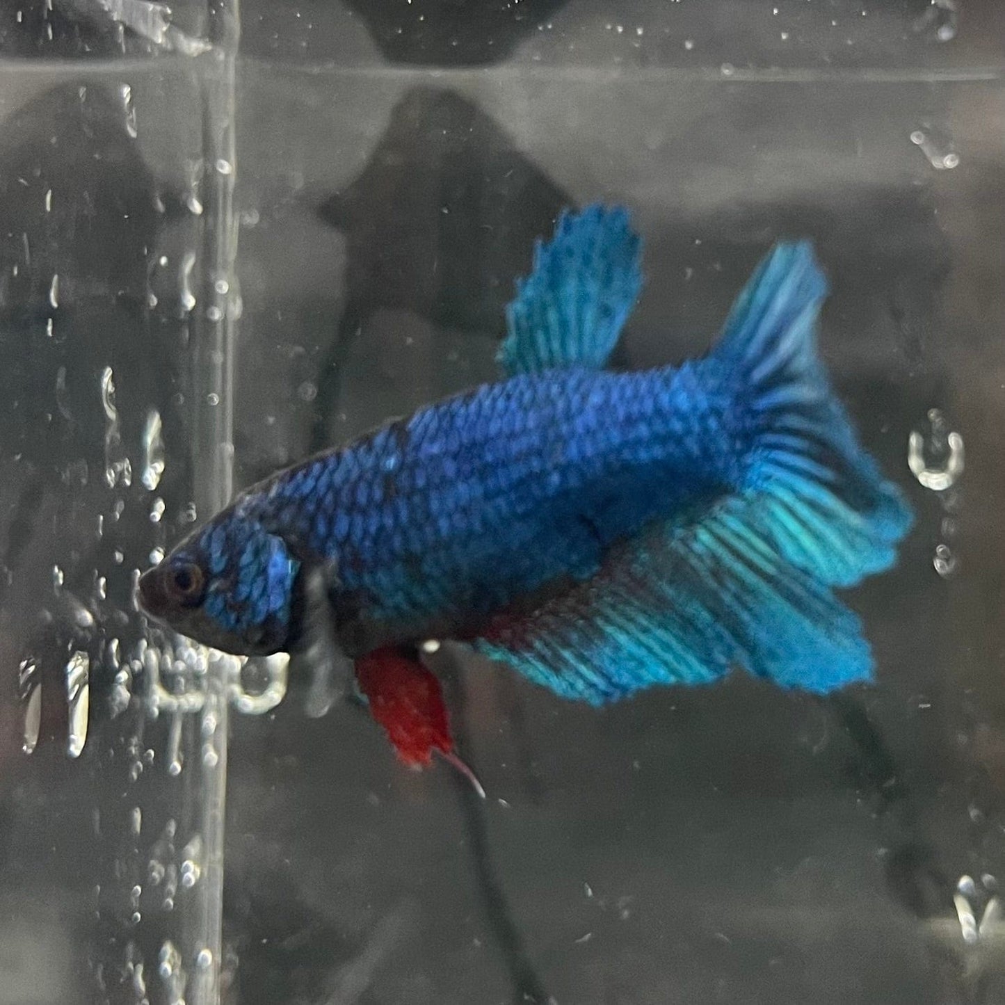 the-fish-farm Female Betta Female Betta - One Only - P Choose your own Female Betta at The Fish Farm Australia