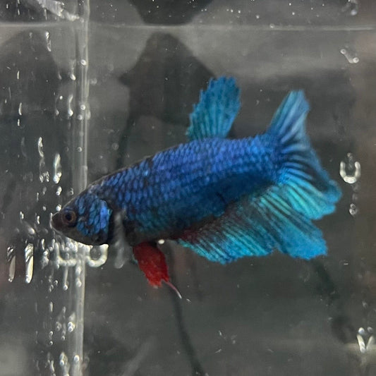 the-fish-farm Female Betta Female Betta - One Only - P Choose your own Female Betta at The Fish Farm Australia