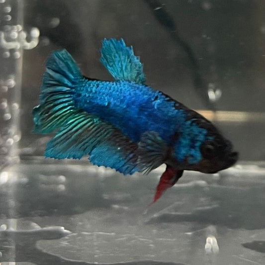 the-fish-farm Female Betta Female Betta - One Only - P Choose your own Female Betta at The Fish Farm Australia