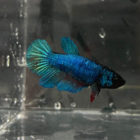 the-fish-farm Female Betta Female Betta - One Only - P Choose your own Female Betta at The Fish Farm Australia