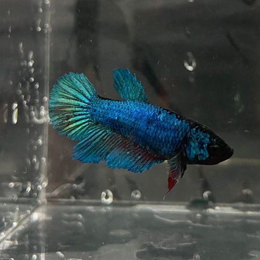 the-fish-farm Female Betta Female Betta - One Only - P Choose your own Female Betta at The Fish Farm Australia