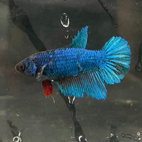 the-fish-farm Female Betta Female Betta - One Only - P Choose your own Female Betta at The Fish Farm Australia