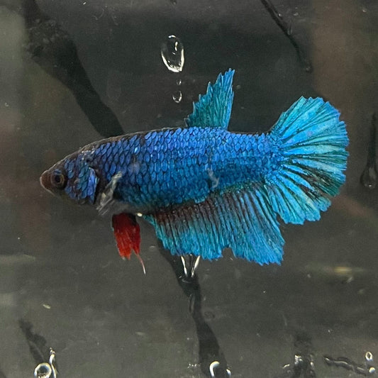 the-fish-farm Female Betta Female Betta - One Only - P Choose your own Female Betta at The Fish Farm Australia