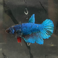 the-fish-farm Female Betta Female Betta - One Only - P Choose your own Female Betta at The Fish Farm Australia