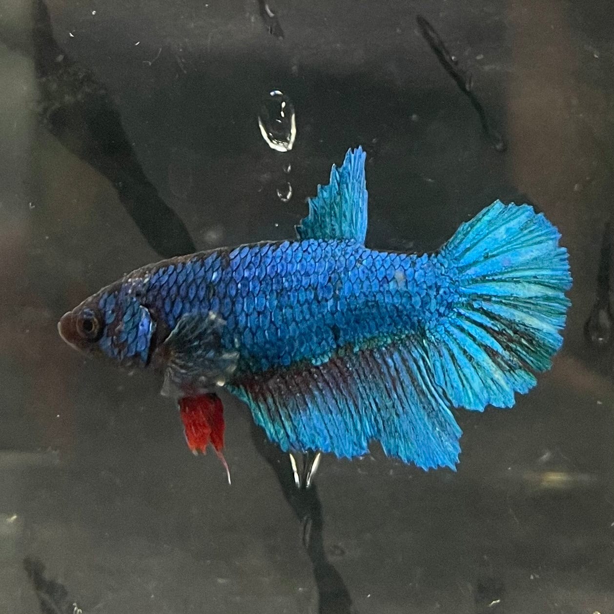 the-fish-farm Female Betta Female Betta - One Only - P Choose your own Female Betta at The Fish Farm Australia