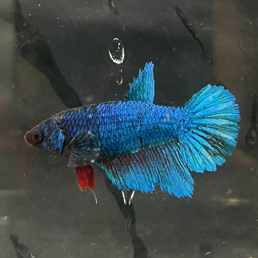 the-fish-farm Female Betta Female Betta - One Only - P Choose your own Female Betta at The Fish Farm Australia