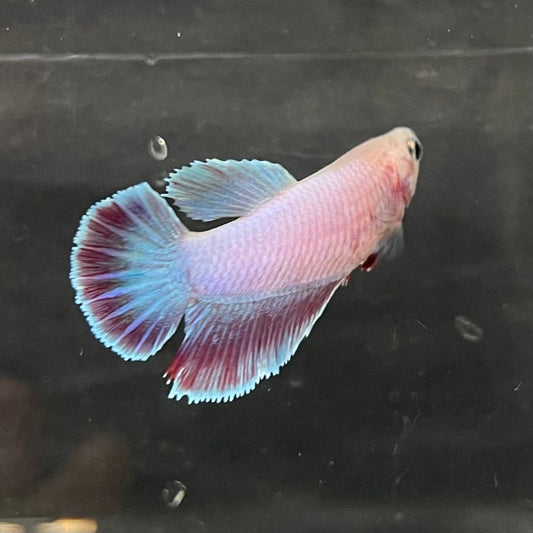 the-fish-farm Female Betta Female Betta - One Only - P Choose your own Female Betta at The Fish Farm Australia