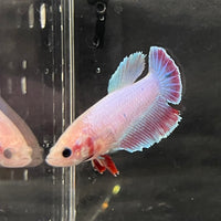 the-fish-farm Female Betta Female Betta - One Only - P Choose your own Female Betta at The Fish Farm Australia