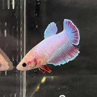 the-fish-farm Female Betta Female Betta - One Only - P Choose your own Female Betta at The Fish Farm Australia