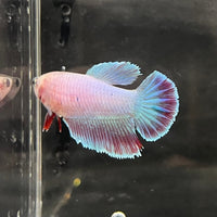the-fish-farm Female Betta Female Betta - One Only - P Choose your own Female Betta at The Fish Farm Australia