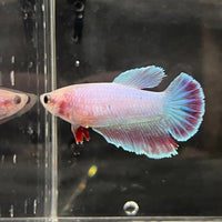 the-fish-farm Female Betta Female Betta - One Only - P Choose your own Female Betta at The Fish Farm Australia