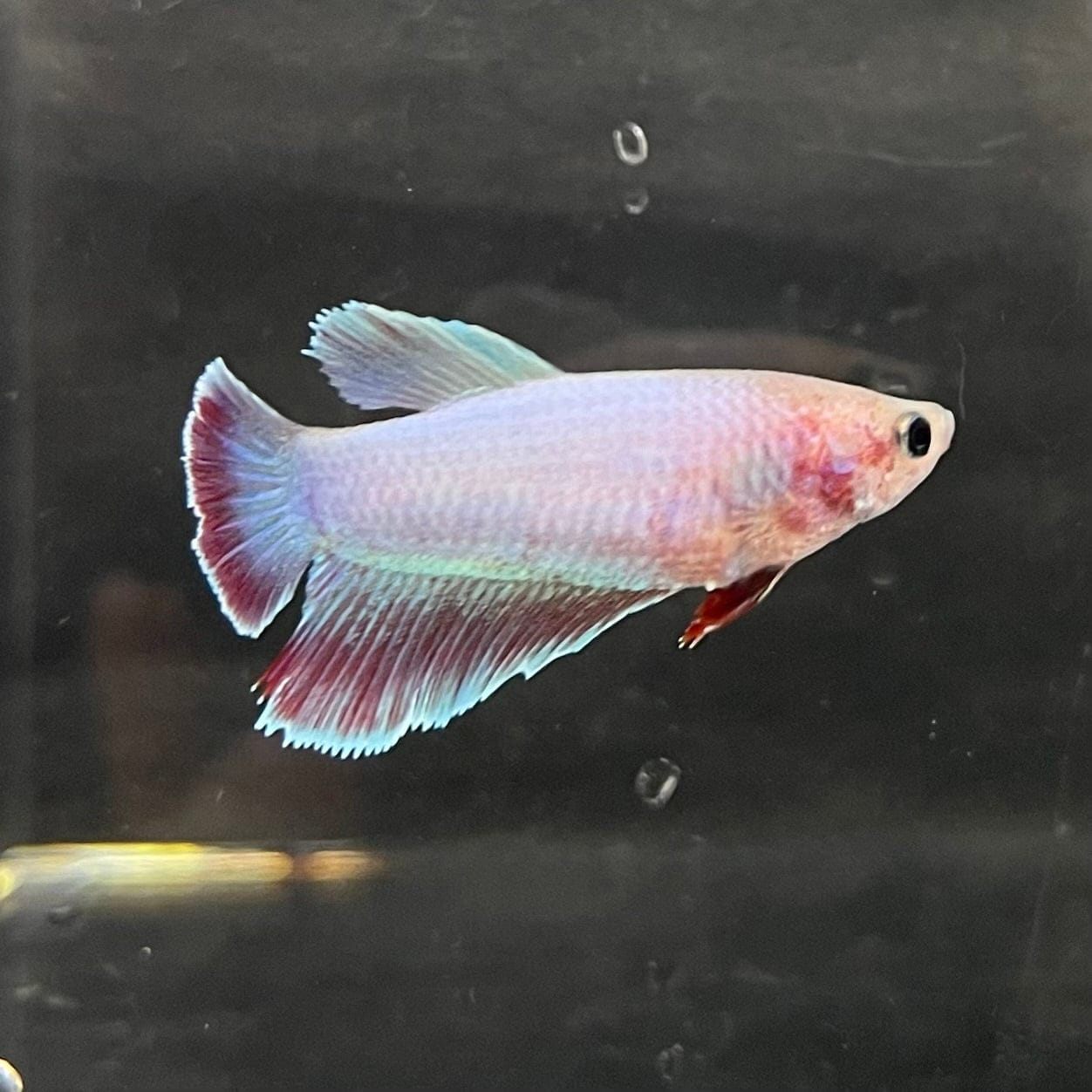 the-fish-farm Female Betta Female Betta - One Only - P Choose your own Female Betta at The Fish Farm Australia