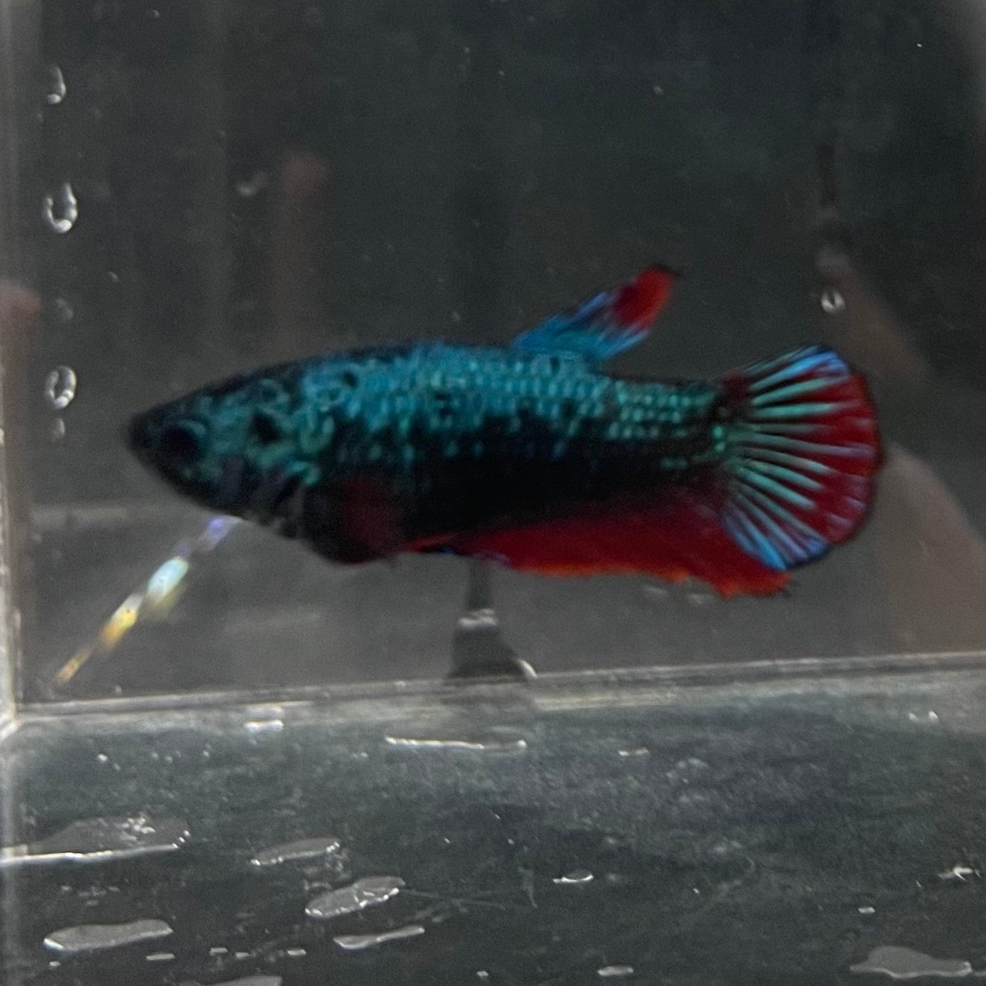 the-fish-farm Female Betta Female Betta - One Only - P Choose your own Female Betta at The Fish Farm Australia