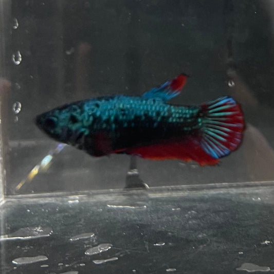 the-fish-farm Female Betta Female Betta - One Only - P Choose your own Female Betta at The Fish Farm Australia