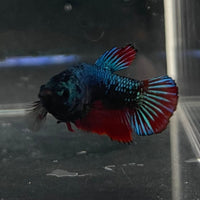 the-fish-farm Female Betta Female Betta - One Only - P Choose your own Female Betta at The Fish Farm Australia