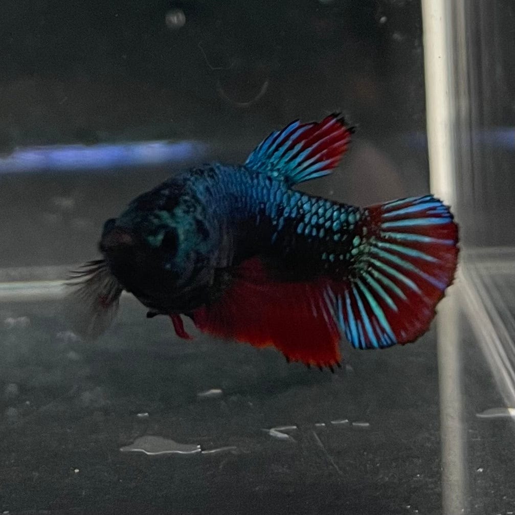 the-fish-farm Female Betta Female Betta - One Only - P Choose your own Female Betta at The Fish Farm Australia