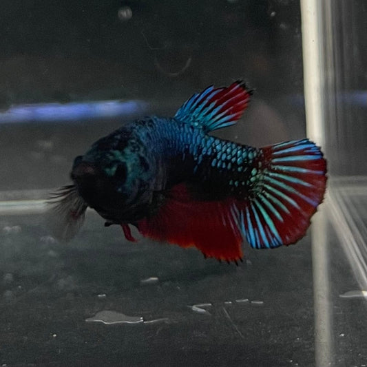 the-fish-farm Female Betta Female Betta - One Only - P Choose your own Female Betta at The Fish Farm Australia