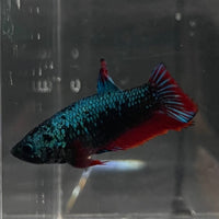 the-fish-farm Female Betta Female Betta - One Only - P Choose your own Female Betta at The Fish Farm Australia