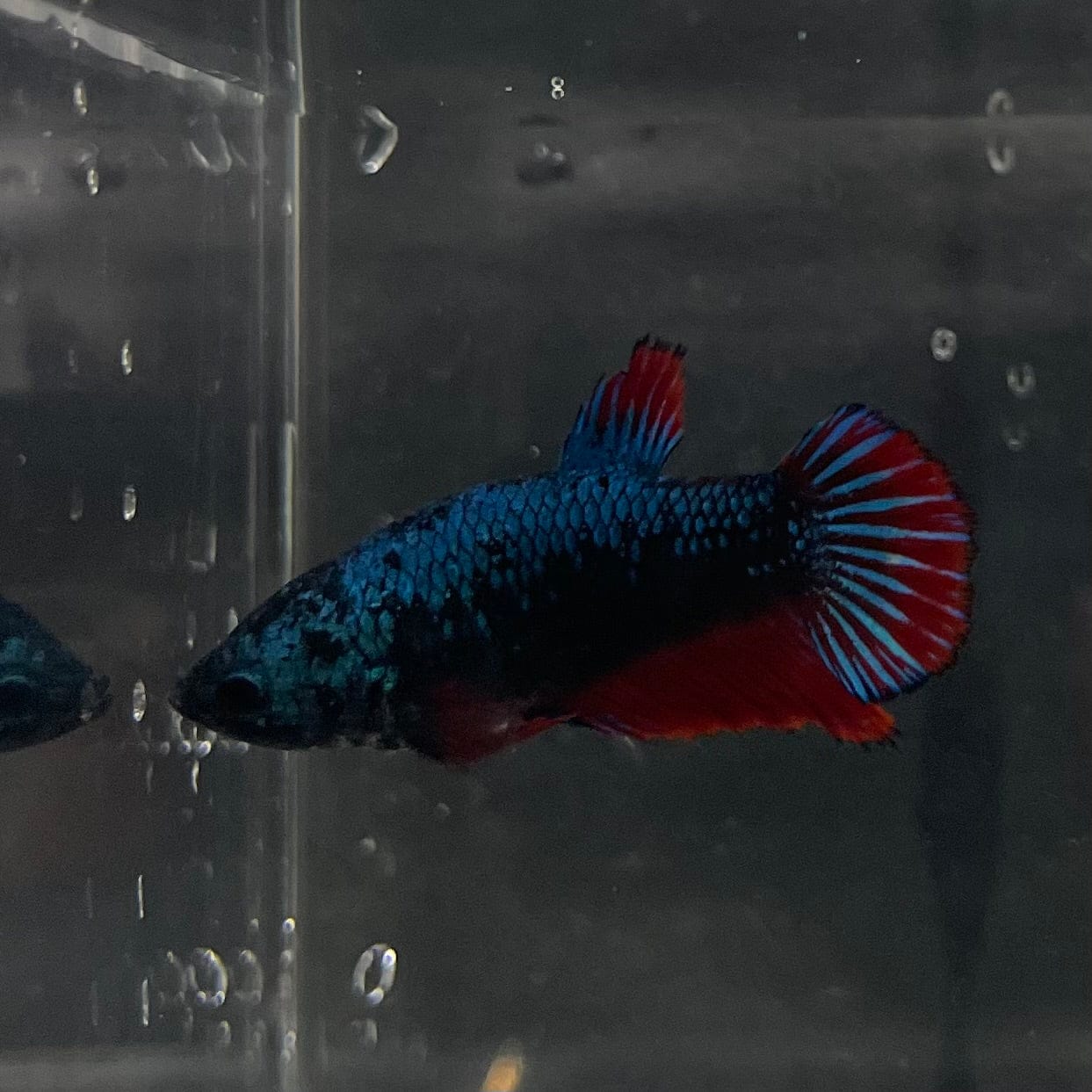 the-fish-farm Female Betta Female Betta - One Only - P Choose your own Female Betta at The Fish Farm Australia