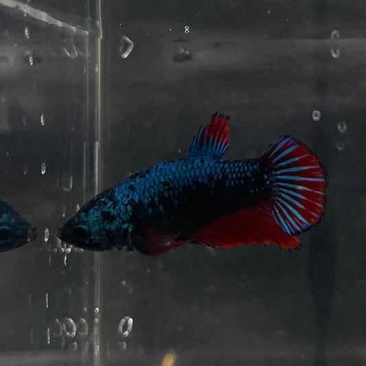 the-fish-farm Female Betta Female Betta - One Only - P Choose your own Female Betta at The Fish Farm Australia