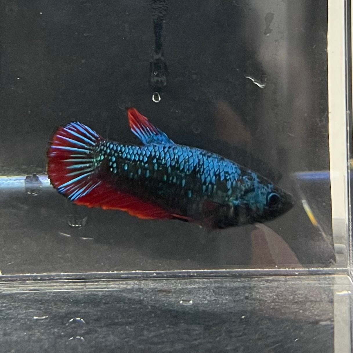 the-fish-farm Female Betta Female Betta - One Only - P Choose your own Female Betta at The Fish Farm Australia