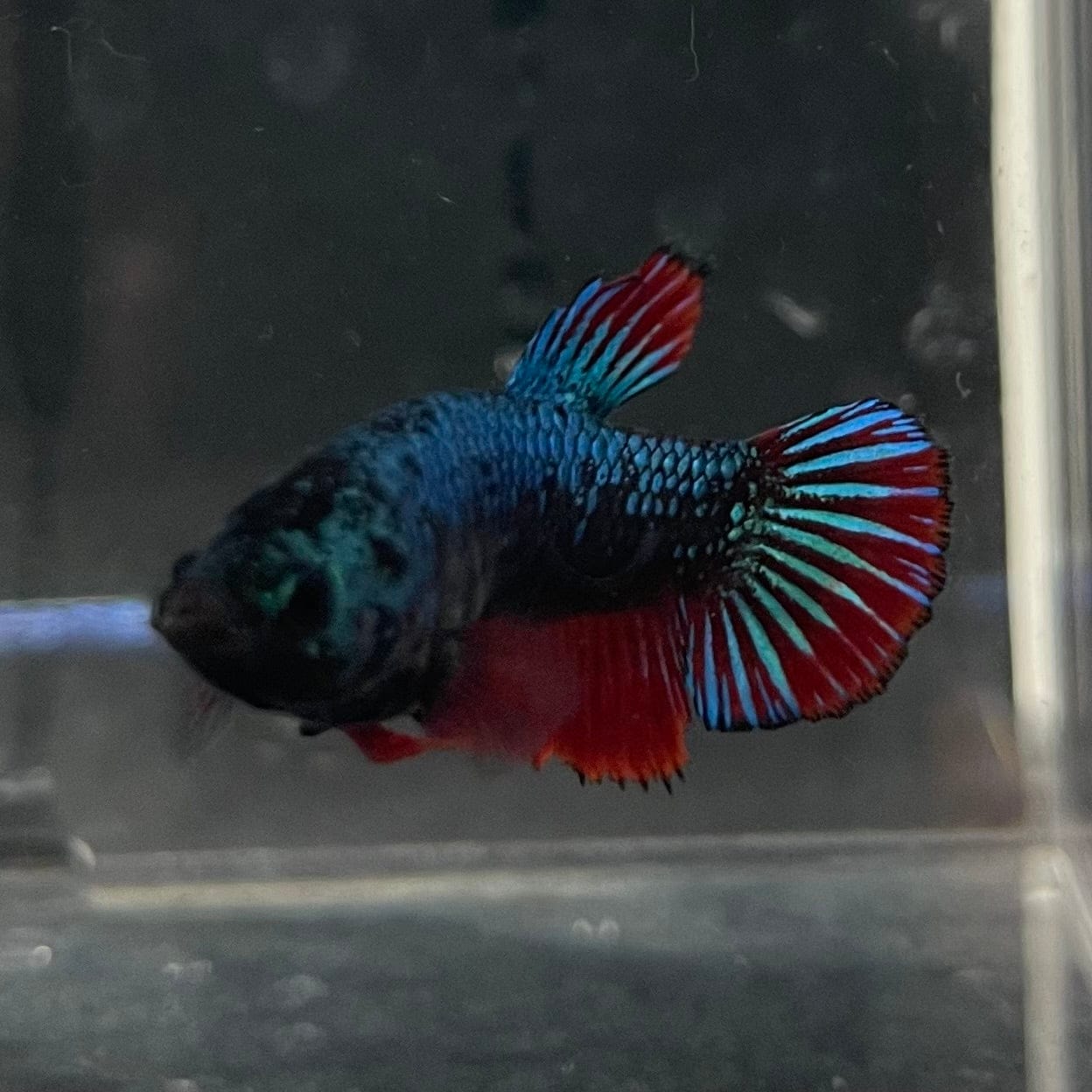 the-fish-farm Female Betta Female Betta - One Only - P Choose your own Female Betta at The Fish Farm Australia