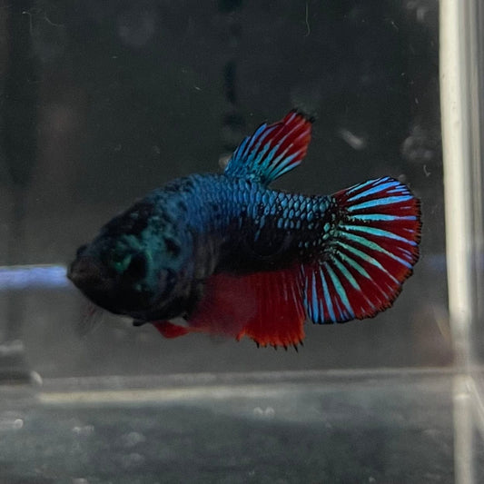 the-fish-farm Female Betta Female Betta - One Only - P Choose your own Female Betta at The Fish Farm Australia