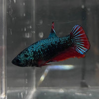 the-fish-farm Female Betta Female Betta - One Only - P Choose your own Female Betta at The Fish Farm Australia