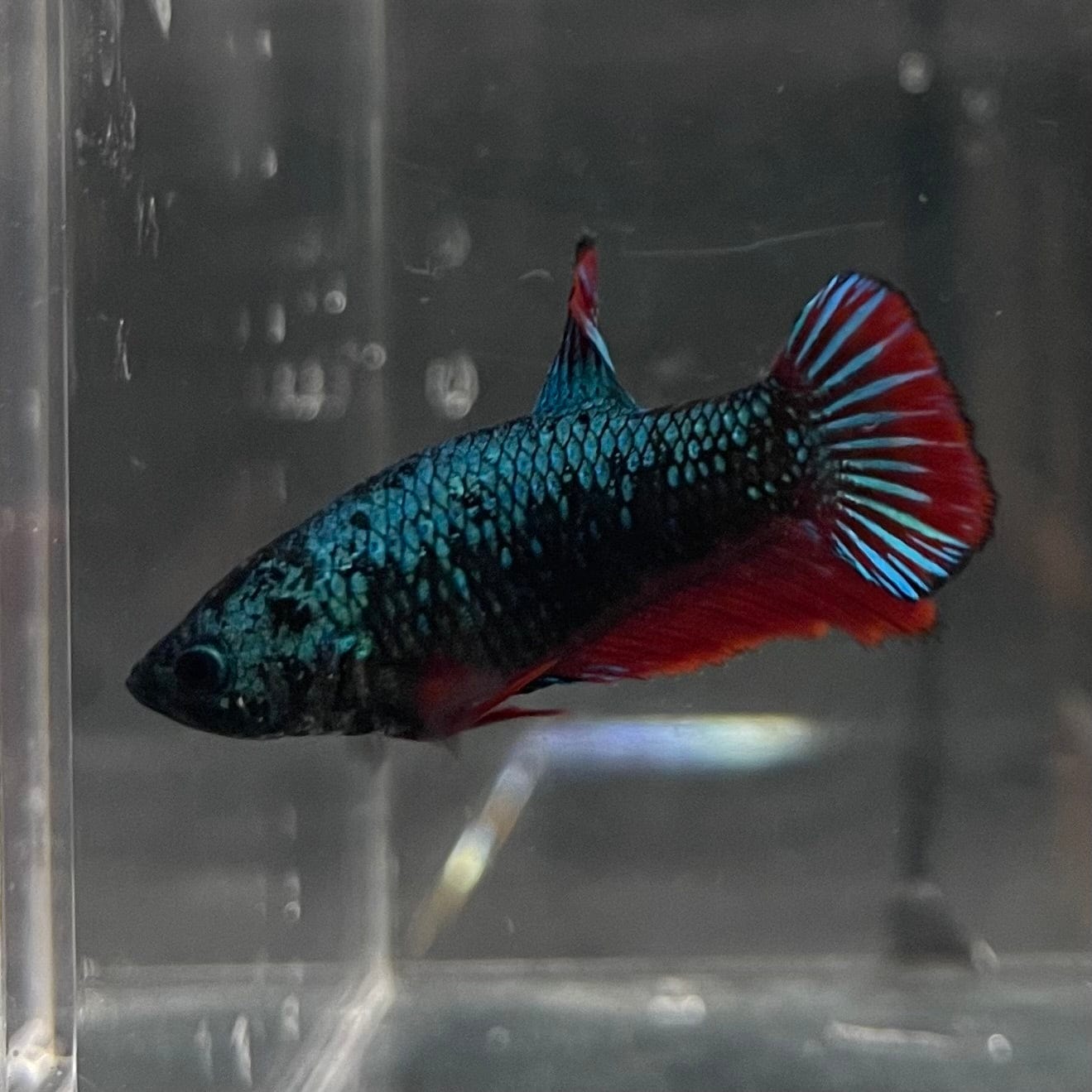 the-fish-farm Female Betta Female Betta - One Only - P Choose your own Female Betta at The Fish Farm Australia