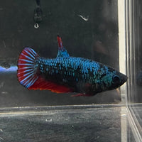 the-fish-farm Female Betta Female Betta - One Only - P Choose your own Female Betta at The Fish Farm Australia