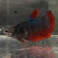 the-fish-farm Female Betta Female Betta - One Only - P Choose your own Female Betta at The Fish Farm Australia