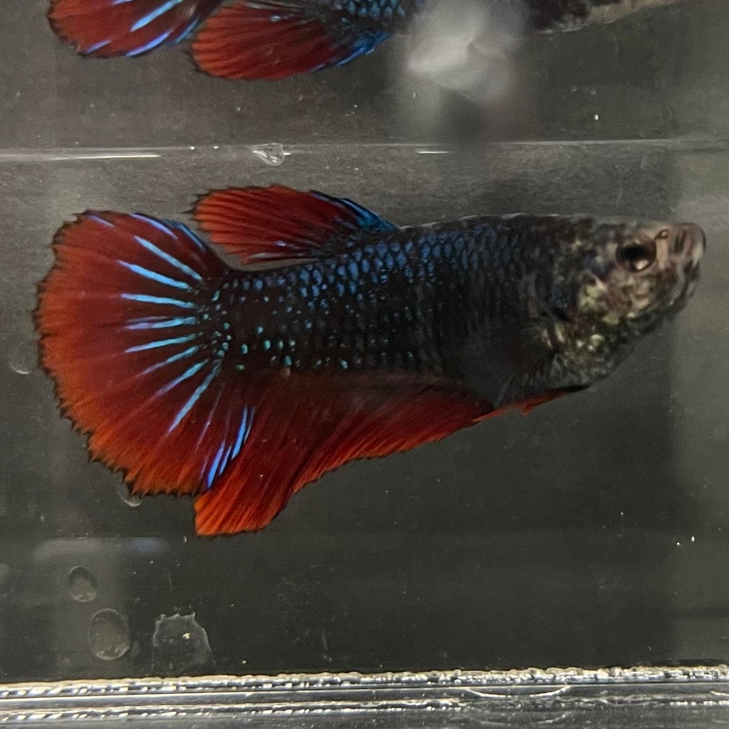 the-fish-farm Female Betta Female Betta - One Only - P Choose your own Female Betta at The Fish Farm Australia