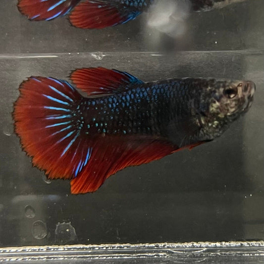 the-fish-farm Female Betta Female Betta - One Only - P Choose your own Female Betta at The Fish Farm Australia