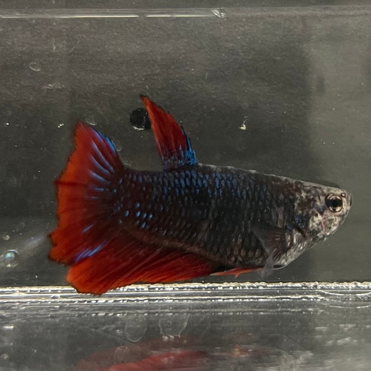 the-fish-farm Female Betta Female Betta - One Only - P Choose your own Female Betta at The Fish Farm Australia