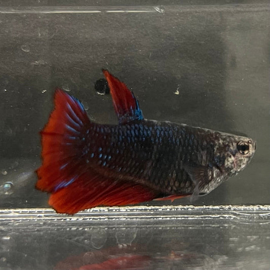 the-fish-farm Female Betta Female Betta - One Only - P Choose your own Female Betta at The Fish Farm Australia