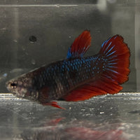 the-fish-farm Female Betta Female Betta - One Only - P Choose your own Female Betta at The Fish Farm Australia