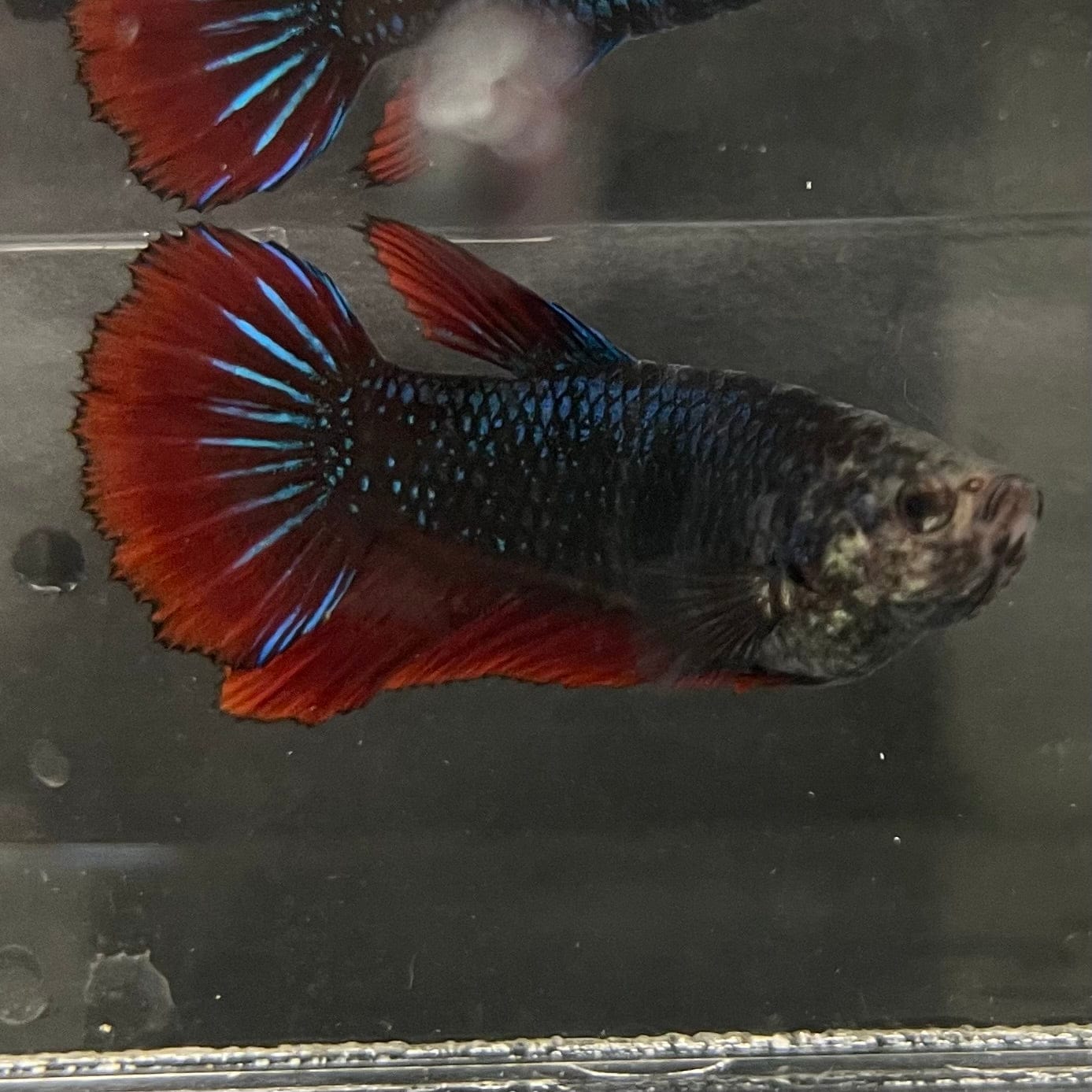 the-fish-farm Female Betta Female Betta - One Only - P Choose your own Female Betta at The Fish Farm Australia