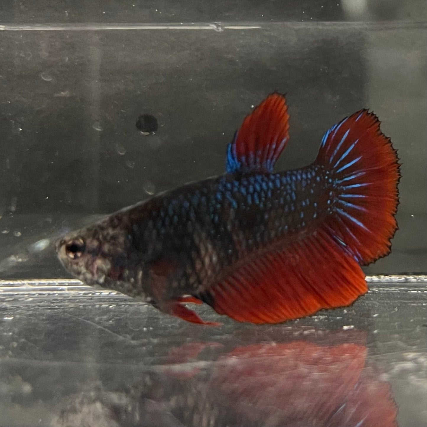 the-fish-farm Female Betta Female Betta - One Only - P Choose your own Female Betta at The Fish Farm Australia