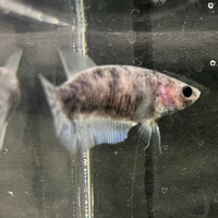 the-fish-farm Female Betta Female Betta - One Only - P Choose your own Female Betta at The Fish Farm Australia