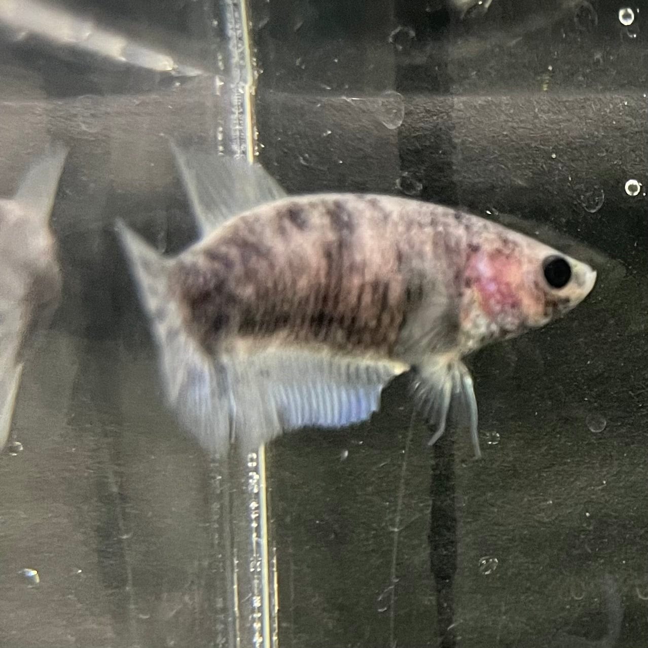 the-fish-farm Female Betta Female Betta - One Only - P Choose your own Female Betta at The Fish Farm Australia