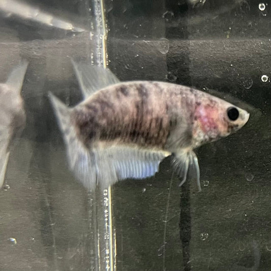 the-fish-farm Female Betta Female Betta - One Only - P Choose your own Female Betta at The Fish Farm Australia