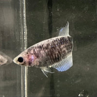 the-fish-farm Female Betta Female Betta - One Only - P Choose your own Female Betta at The Fish Farm Australia