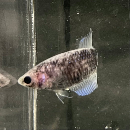 the-fish-farm Female Betta Female Betta - One Only - P Choose your own Female Betta at The Fish Farm Australia