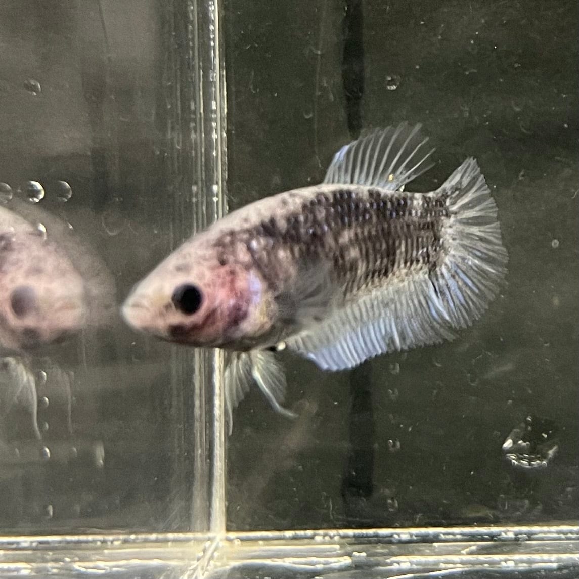 the-fish-farm Female Betta Female Betta - One Only - P Choose your own Female Betta at The Fish Farm Australia
